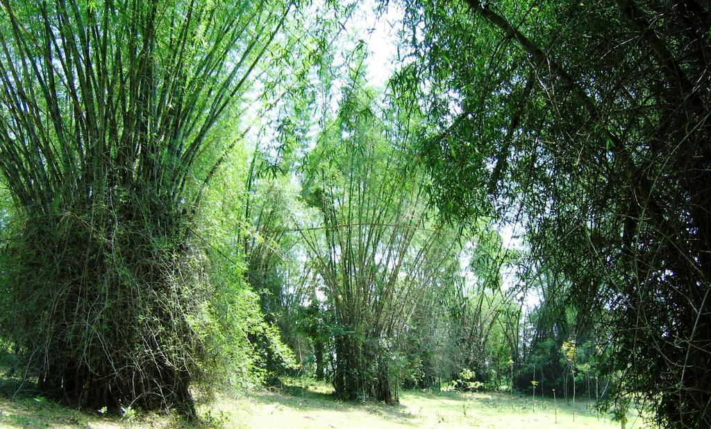 Marg Stream Valley Vythiri Ngoại thất bức ảnh